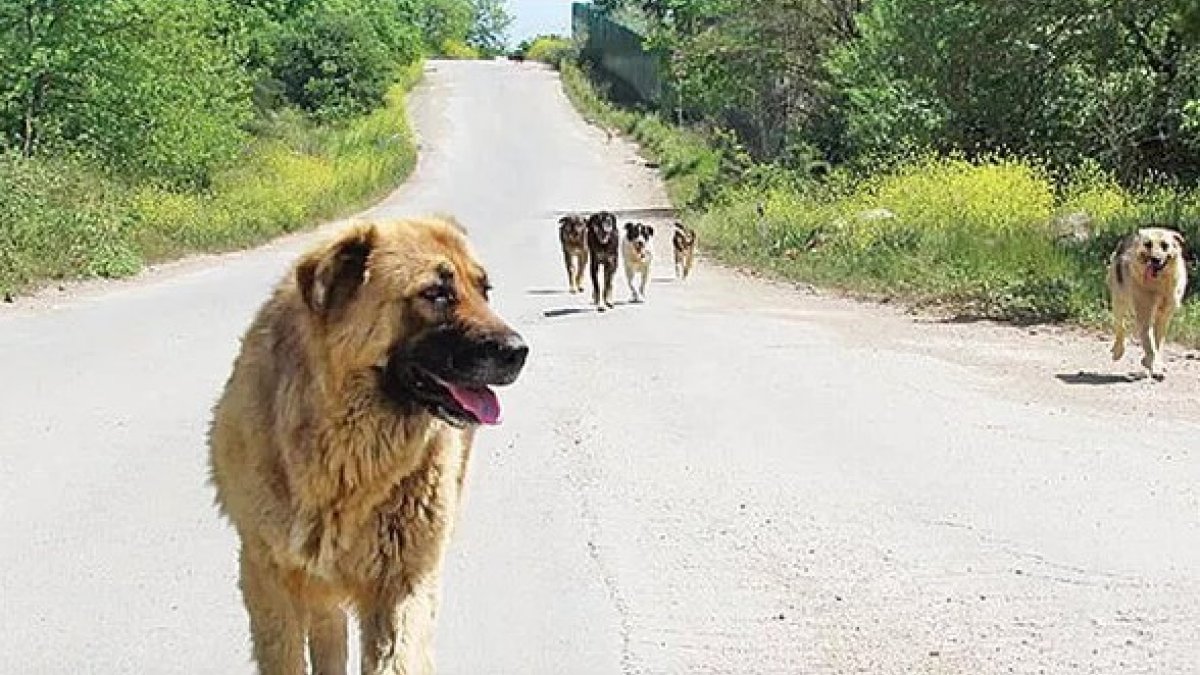 İstanbul’da başıboş köpek ihbarında artış yaşandı