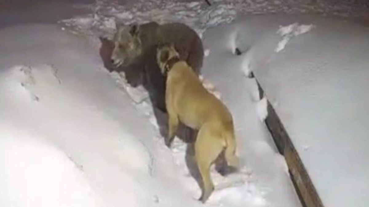 Uludağ’da köpek, sahibi için aç ayıya saldırdı